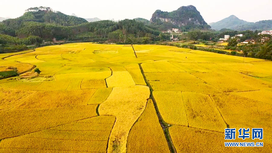 【“飞阅”中国】遍地金黄“丰”景如画