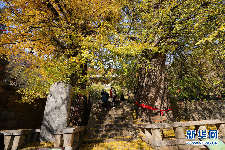 泰山玉泉寺千年银杏落叶 宛若黄金童话世界