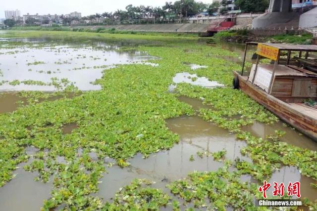 大量水葫芦“进攻”广西钦江河流