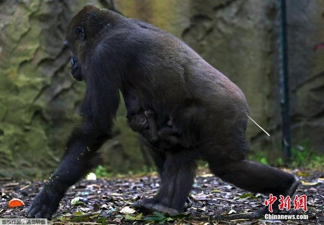 澳大利亚黑猩猩母子情深 幼崽趴母亲背上尽情酣睡