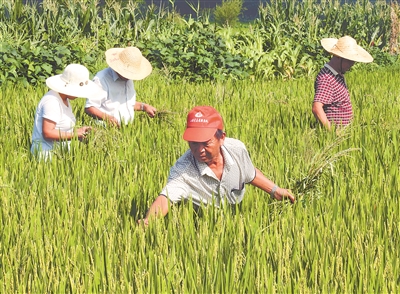 （三农 ）江苏省内各地农民们 处暑时节农事忙