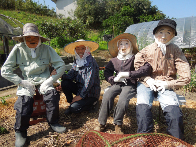 日本农妇巧制超逼真稻草人 成功击退偷食乌鸦