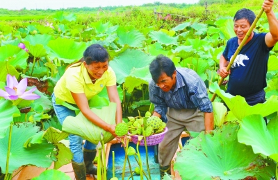 （食品图文）江苏南京高淳区桠溪镇杨家圩村民荷塘采莲忙