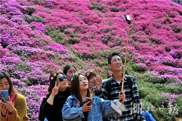 芝樱花海如地毯 花仙游园俏争艳