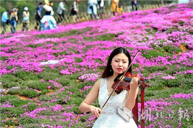 芝樱花海如地毯 花仙游园俏争艳