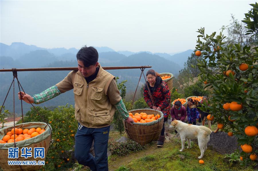 湖北宣恩：晚熟甜橙采摘忙