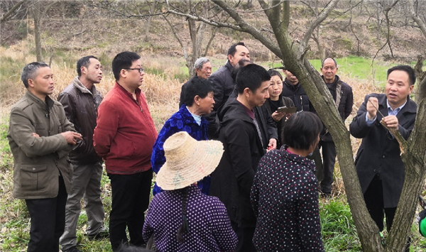 【湖北】【供稿】湖北麻城开展板栗种植技能培训助力精准脱贫