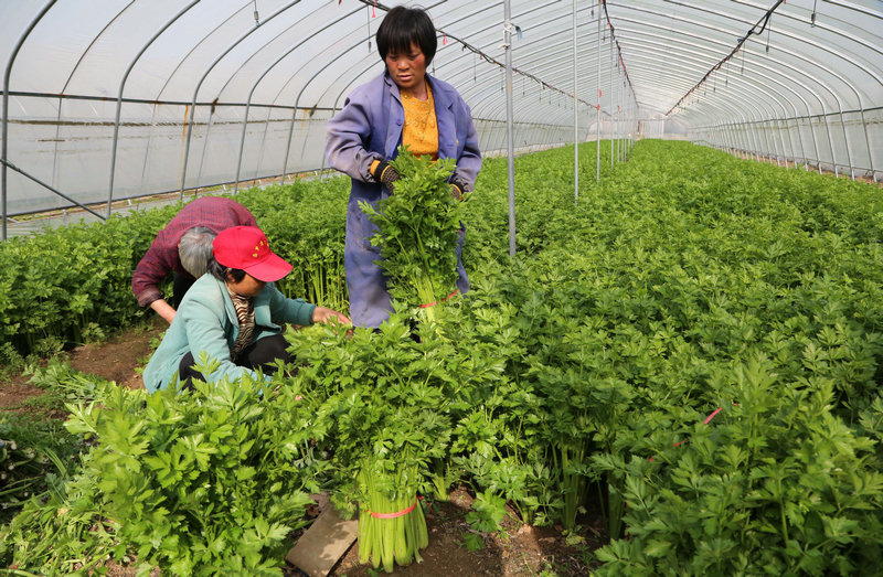 【河南供稿】河南宝丰：蔬菜种植助农增收