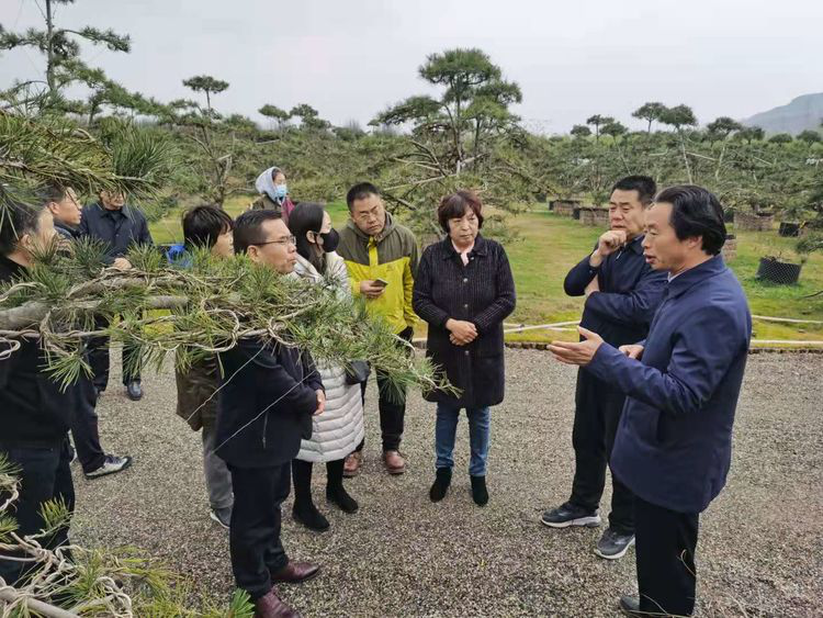 西宁市林业和草原局走进西安蓝田县考察白皮松产业发展及苗木市场情况