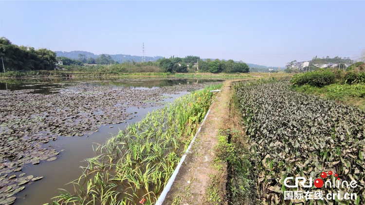 打造田园生态湿地综合体 重庆璧山来凤蝶变促发展