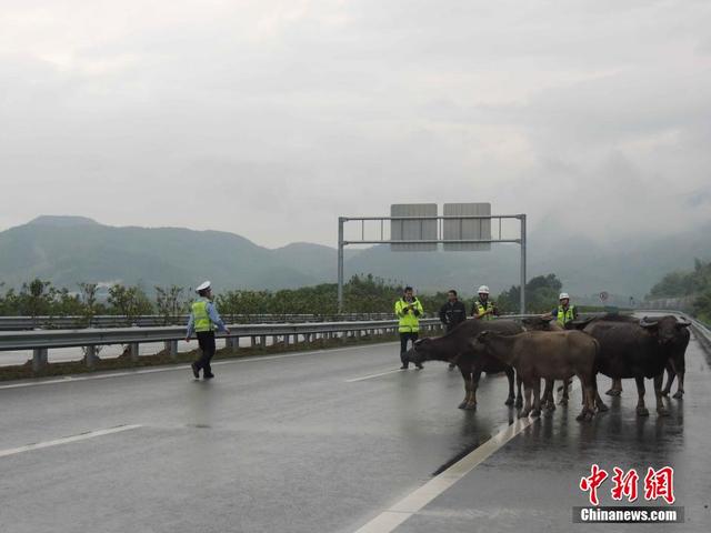 牛群高速路上散步 浙江高速交警变身"赶牛娃"