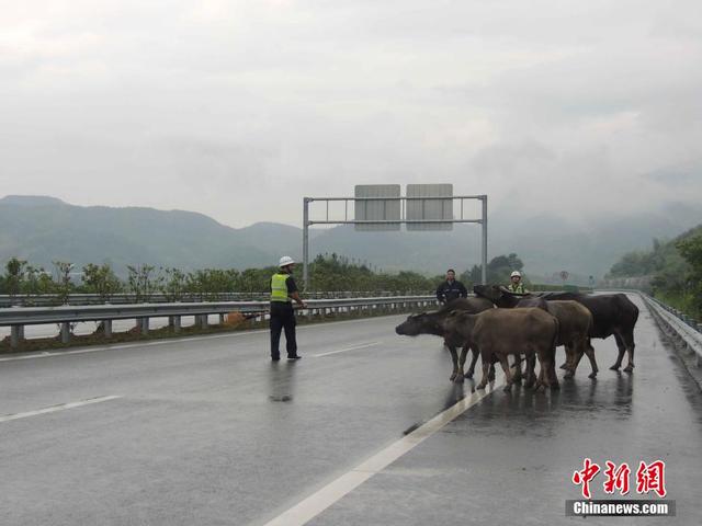 牛群高速路上散步 浙江高速交警变身"赶牛娃"