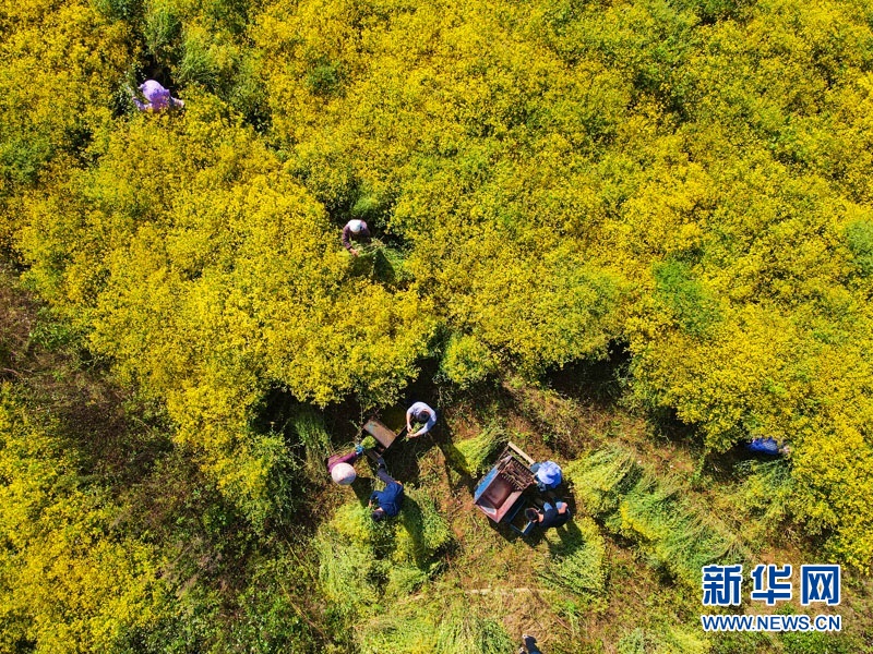 野菊花获丰收 大地披上“黄金甲”