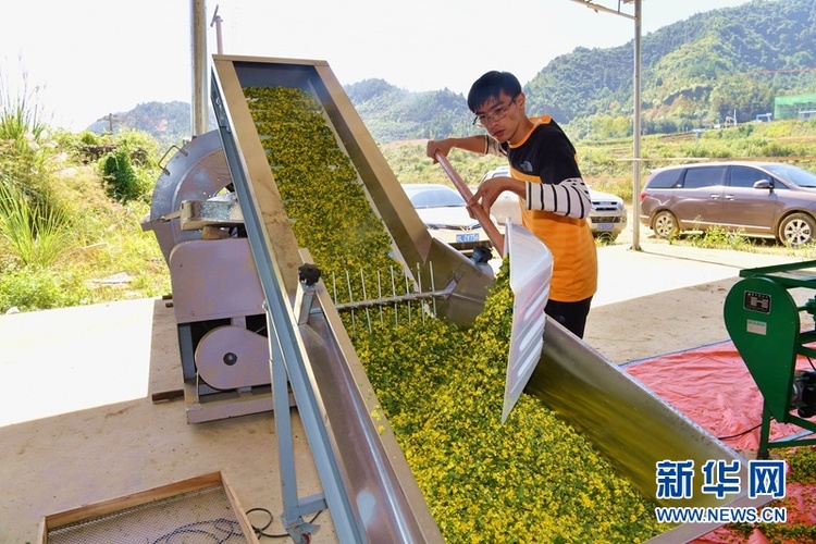 野菊花获丰收 大地披上“黄金甲”