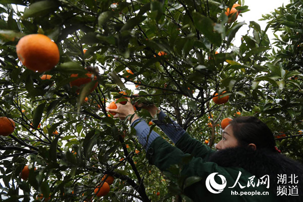 鹤峰县铁炉白族乡举办首届椪柑旅游文化节