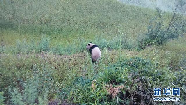 甘肃武都：野生大熊猫罕见入村 吃野草莓尝新麦子