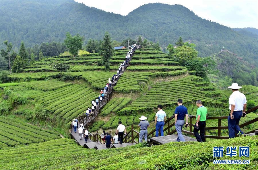 湖北恩施：客满秋茶园