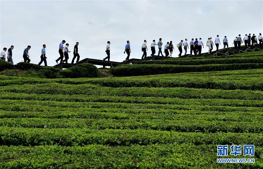 湖北恩施：客满秋茶园