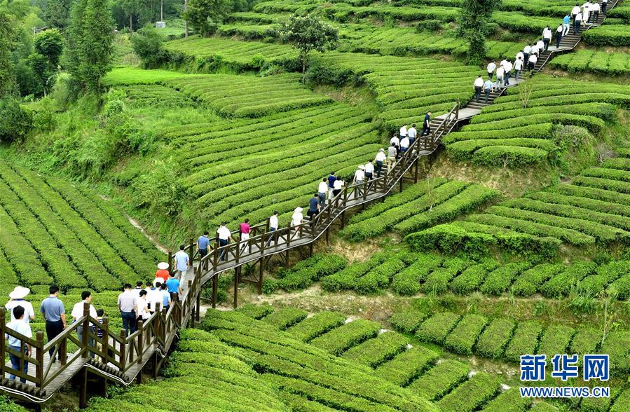 湖北恩施：客满秋茶园