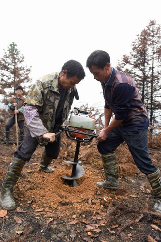 广西三江：油茶树成群众脱贫“摇钱树”