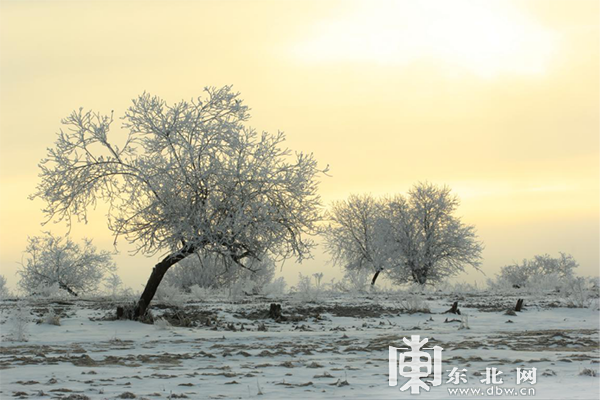 中俄界江黑龙江呼玛段江畔现唯美雾凇美景