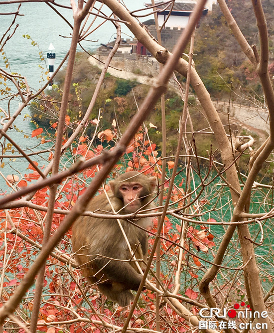 获奖选手姓名暂无提供【CRI专稿 列表】第三届奉节国际登山挑战赛落幕【内容页标题】1800余人勇攀三峡之巅 第三届奉节国际登山挑战赛落幕