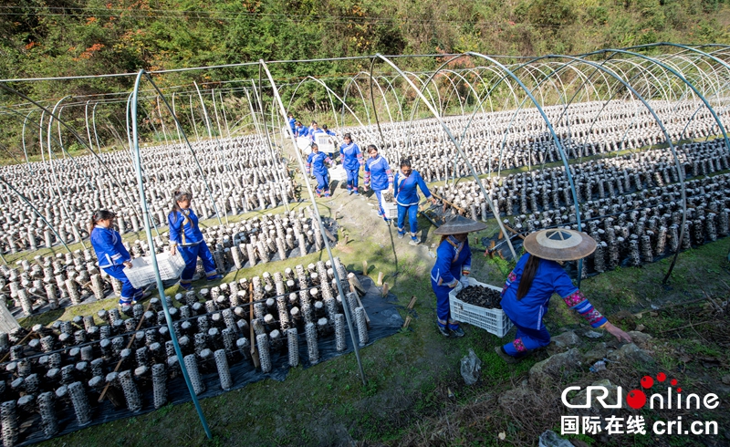 贵州黔东南天柱：菌菇丰收 村民采摘忙