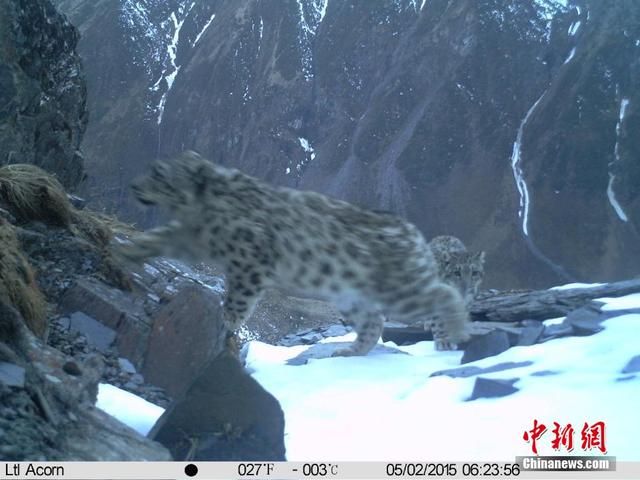 四川卧龙野生雪豹妈妈带幼崽外出觅食