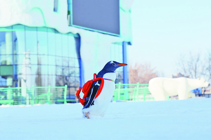 龙江进入最美“冰雪季”