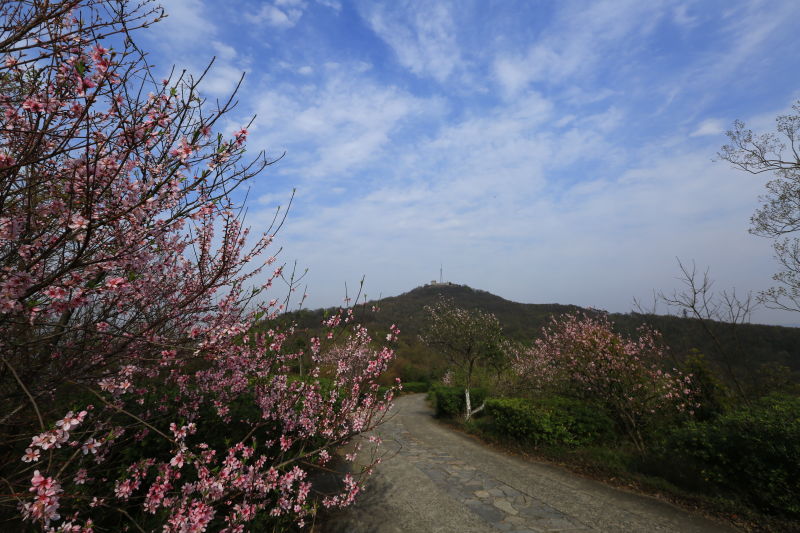 （供稿 旅游列表 三吴大地南京 移动版）2019栖霞山“山·寺·桃花”节启动