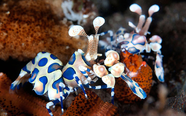 深海摄影展现千姿百态水下生物