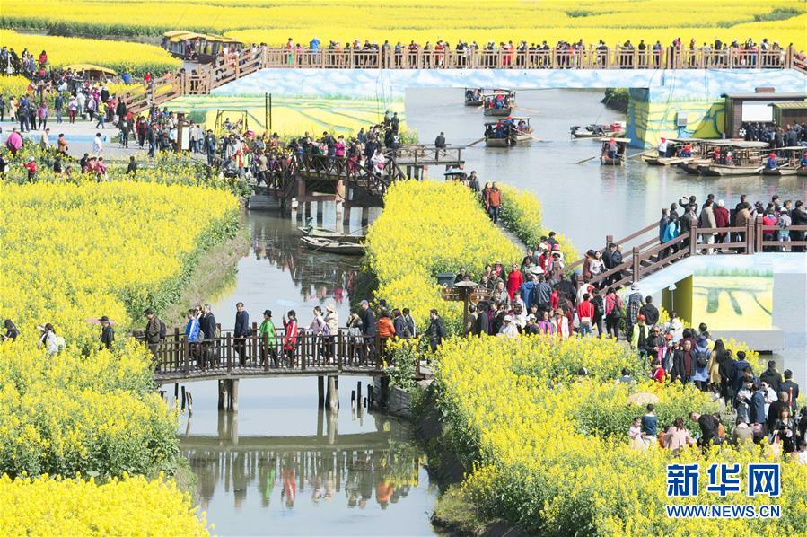 江苏泰州：千垛菜花引客来