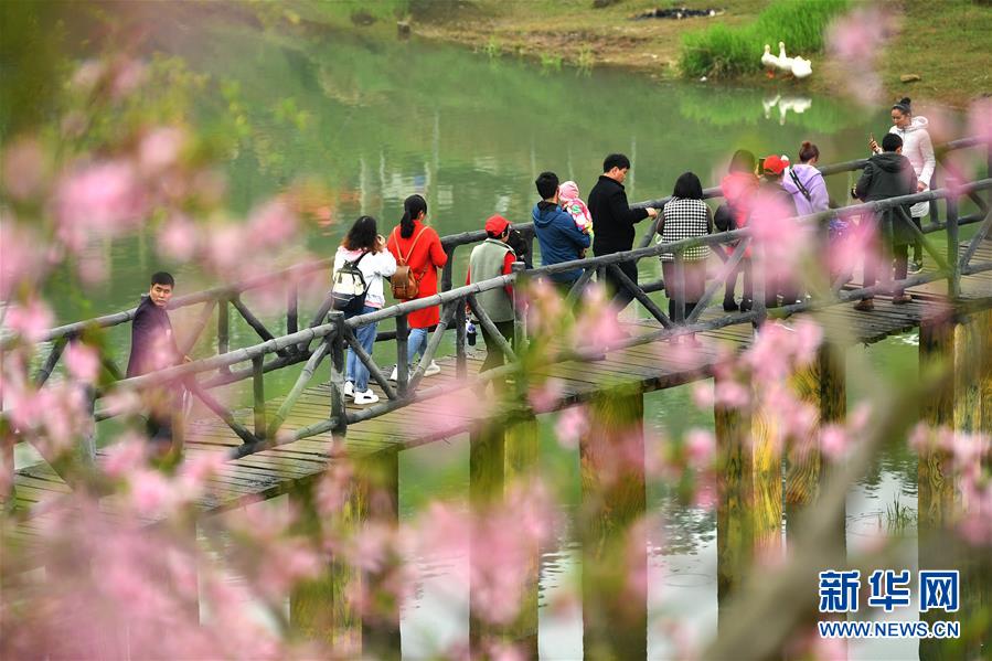 湖南湘西：赶“桃花会”享春光