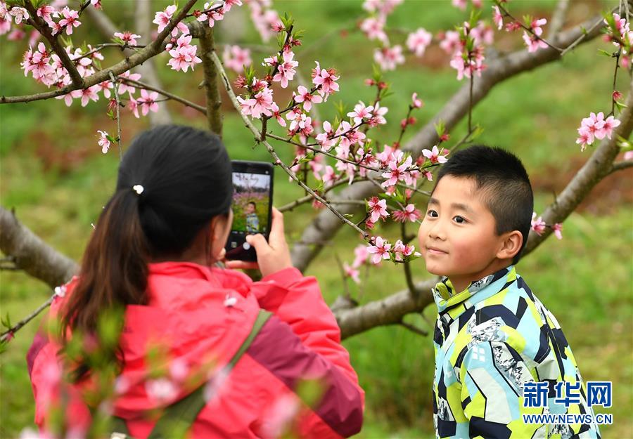 湖南湘西：赶“桃花会”享春光