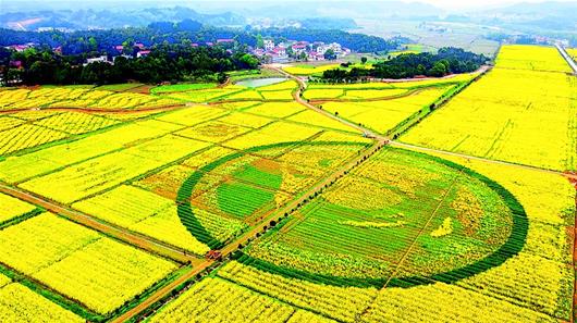 咸安打造百公里油菜花示范带