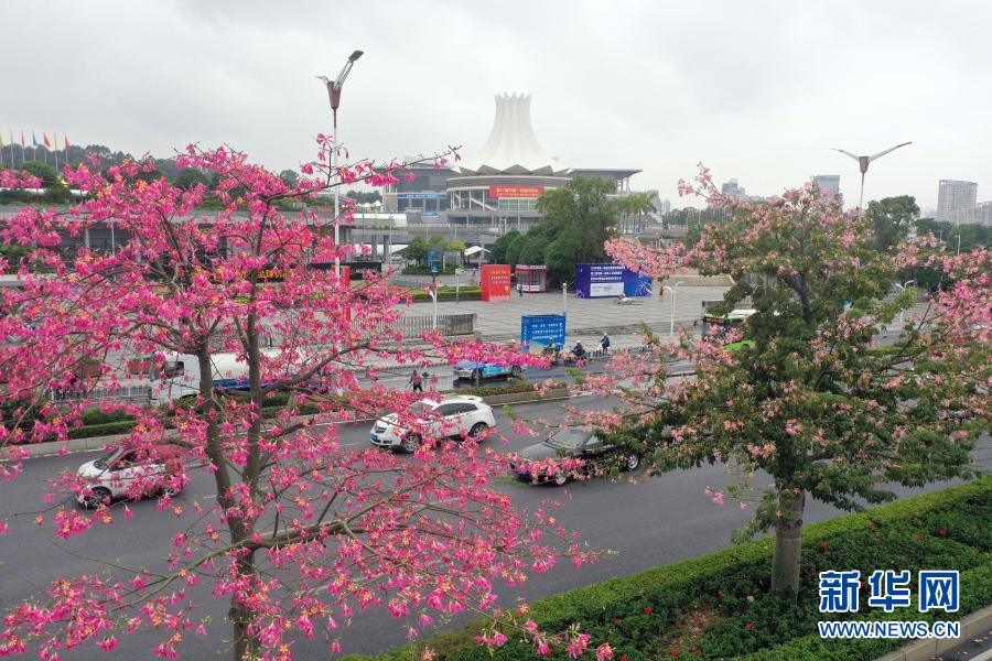 广西南宁：花开迎盛会