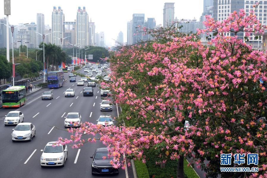 广西南宁：花开迎盛会