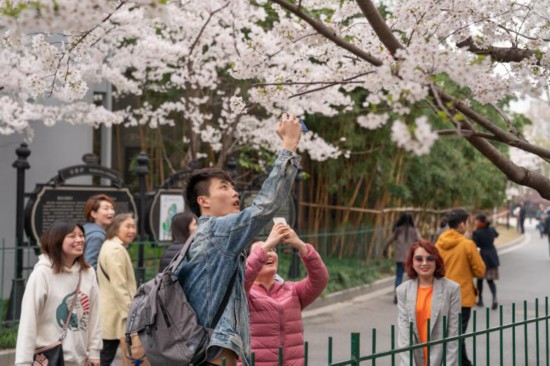 申城“最美地铁口”樱花报春