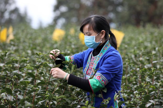 防得住疫情 闻得着茶香  ——广西三江万亩茶园“疫”线开采