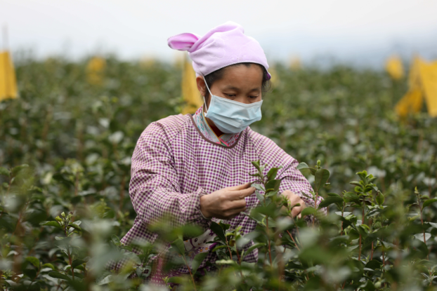 防得住疫情 闻得着茶香  ——广西三江万亩茶园“疫”线开采