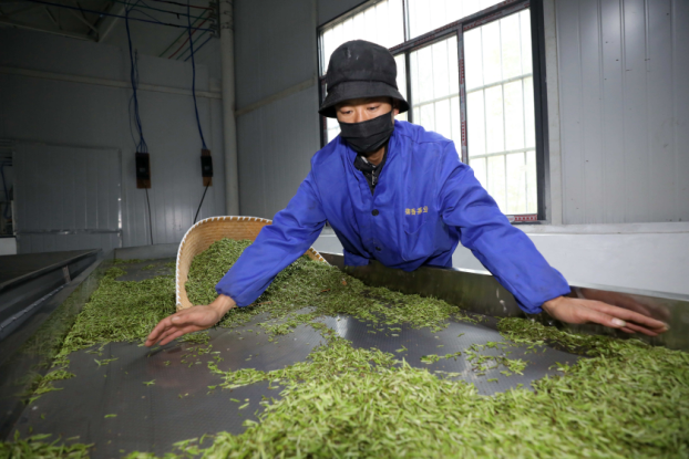 防得住疫情 闻得着茶香  ——广西三江万亩茶园“疫”线开采