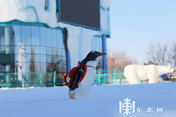 下雪啦！黑龙江奉上冰雪百景绚丽景致