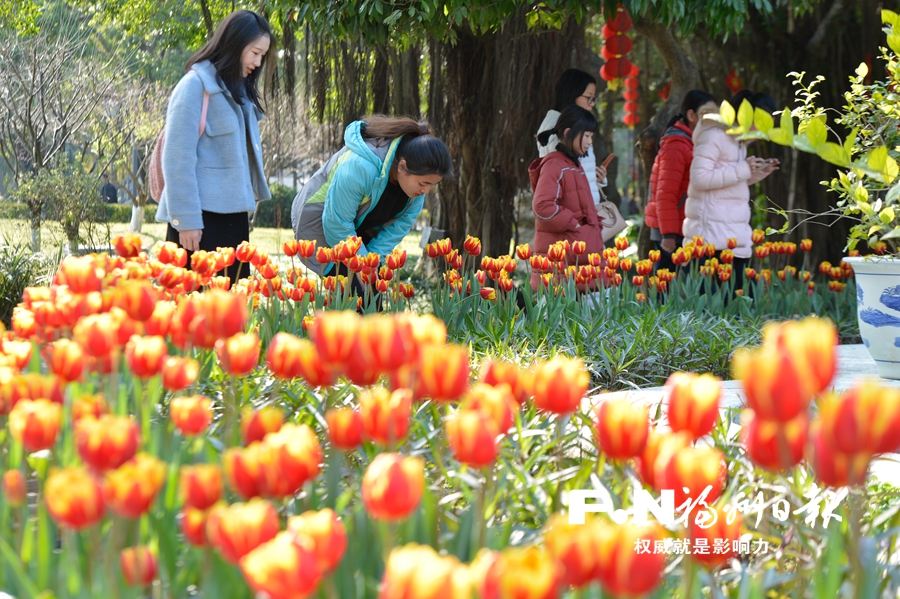 【焦点图】【福州】【移动版】【Chinanews带图】福州西湖左海迎春花展即将开幕