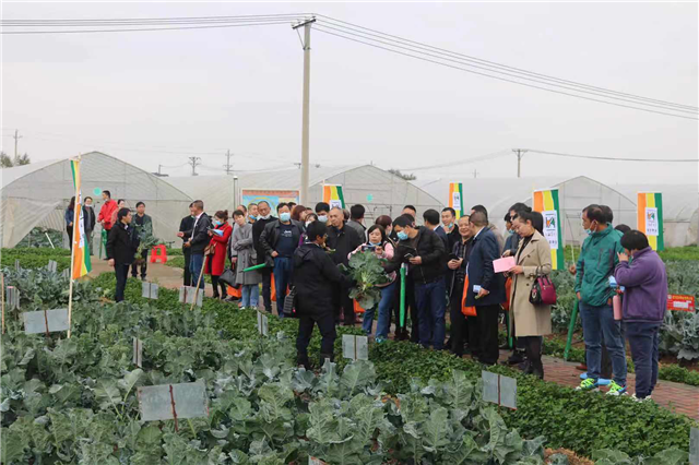 湖北武汉召开西兰苔种植观摩会