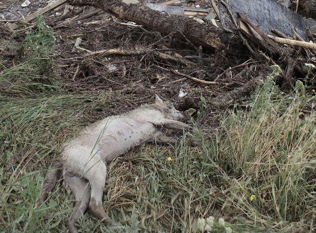 格鲁吉亚动物园遭洪水 落跑动物街头惨被射杀