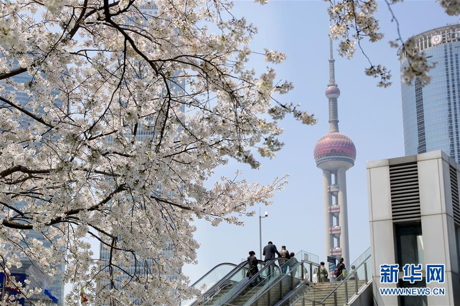 上海陆家嘴：樱花烂漫春光好