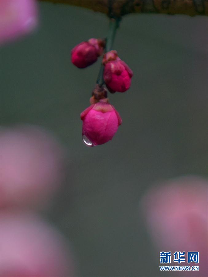 暗香浮“冬”