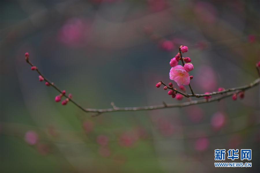 暗香浮“冬”