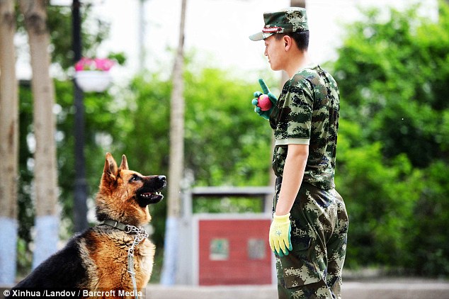 警犬排队吃饭不争食不哄抢 萌得心都快融化了