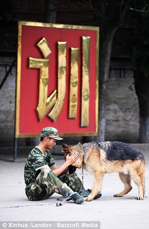 警犬排队吃饭不争食不哄抢 萌得心都快融化了